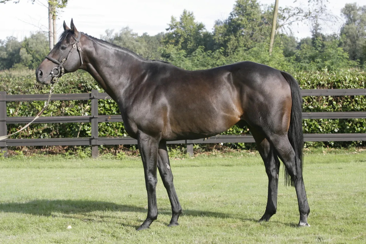 Konie pełnej krwi angielskiej w Mosznej