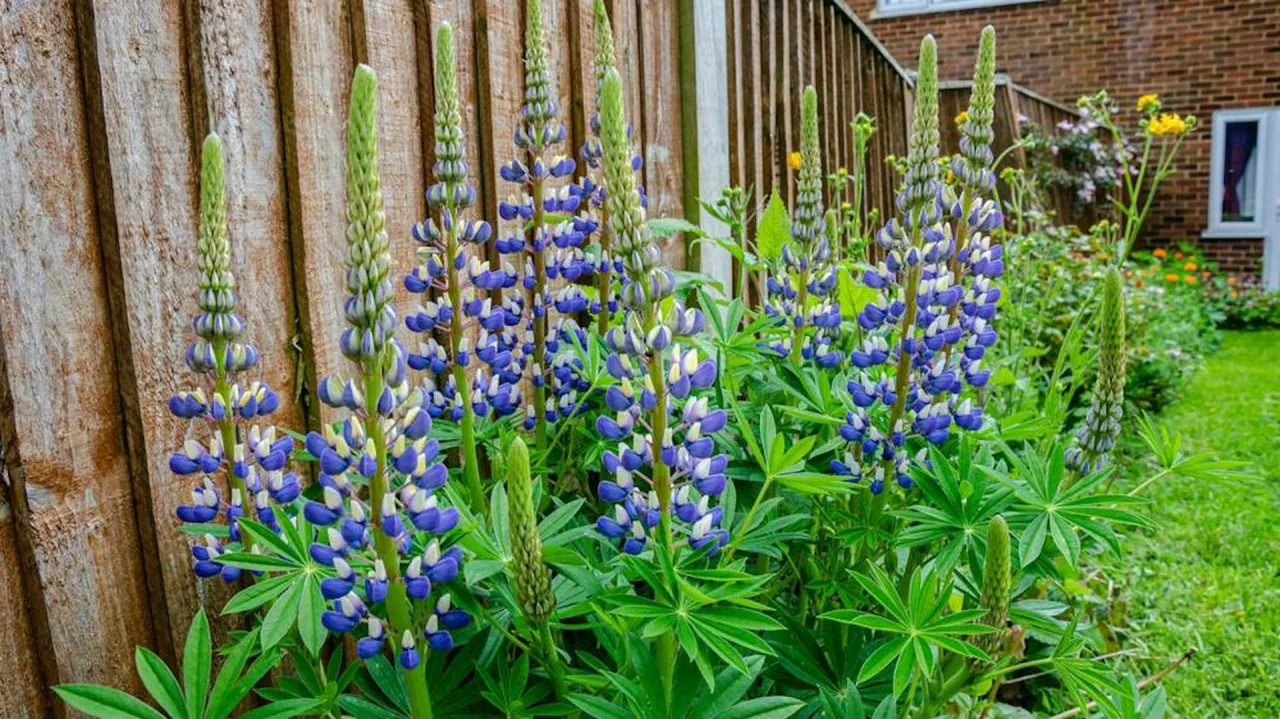 Kiedy siać łubin ogrodowy? Piękne, fioletowo-białe kwiaty łubinu kwitną przy drewnianym płocie, zapraszając do ogrodu.