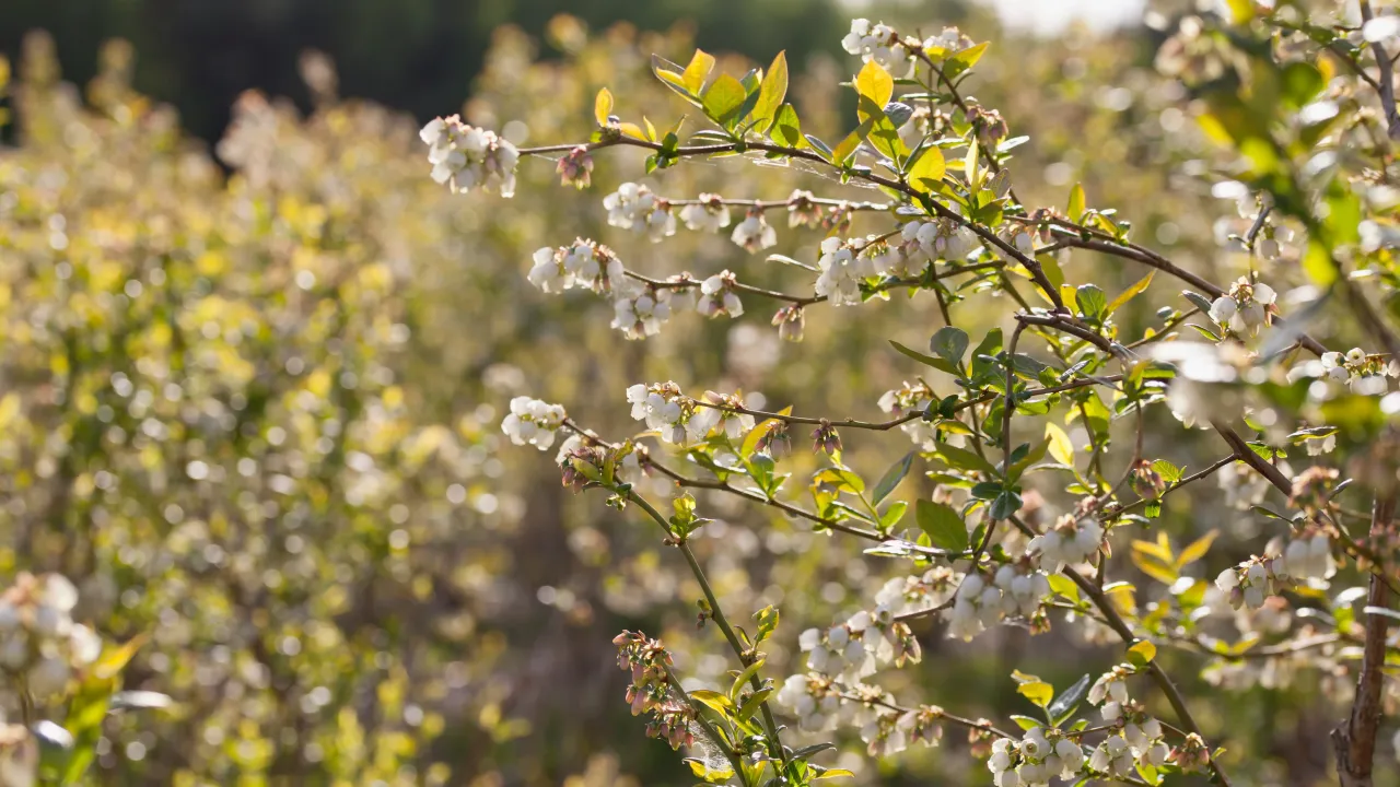 Delikatne, białe kwiaty borówki amerykańskiej na gałązkach, zapowiadające obfite plony. Wiosna, kiedy kwitnie borówka amerykańska, to piękny czas.
