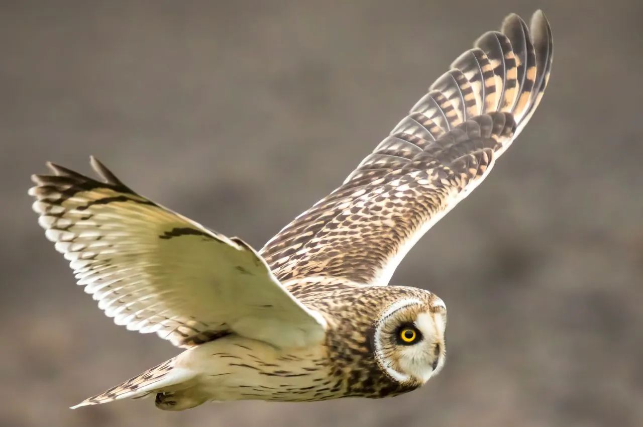 sowa błotna w locie