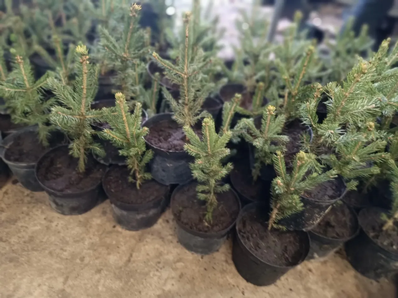 rodzaje sadzonek świerka doniczka bryła korzeniowa goły korzeń