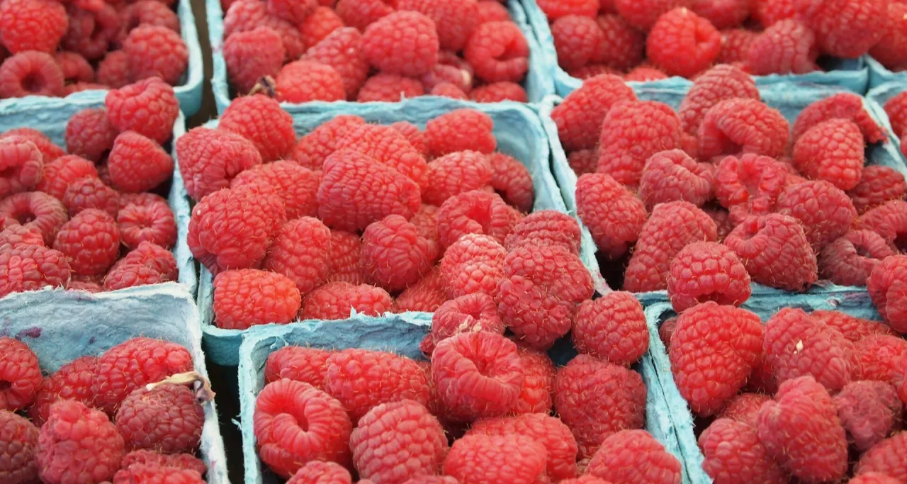 Mn&oacute;stwo soczystych malin w niebieskich wytłoczkach. Czy pies może jeść maliny? Te wyglądają na pyszne!