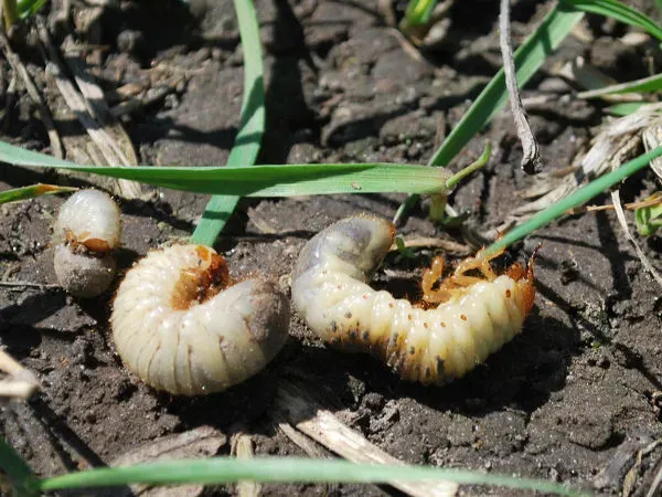 Pędraki w ziemi, uszkodzony trawnik