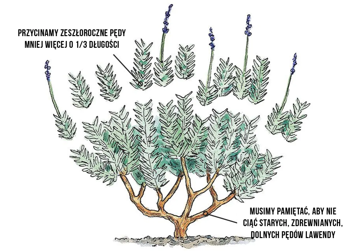 jak prawidłowo przycinać lawendę schemat