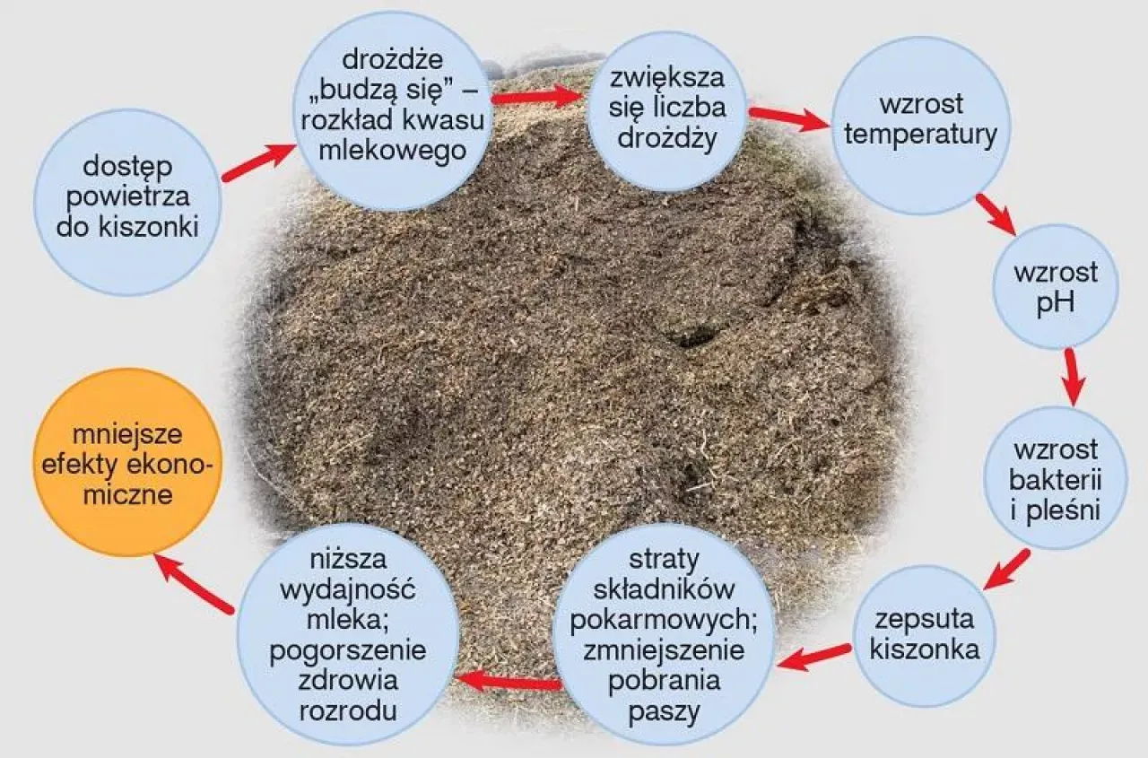 Schemat pokazuje, jak dostęp powietrza do kiszonki dla kur prowadzi do rozwoju drożdży, wzrostu temperatury, pH, bakterii i pleśni, co skutkuje zepsuciem paszy i mniejszymi efektami ekonomicznymi.