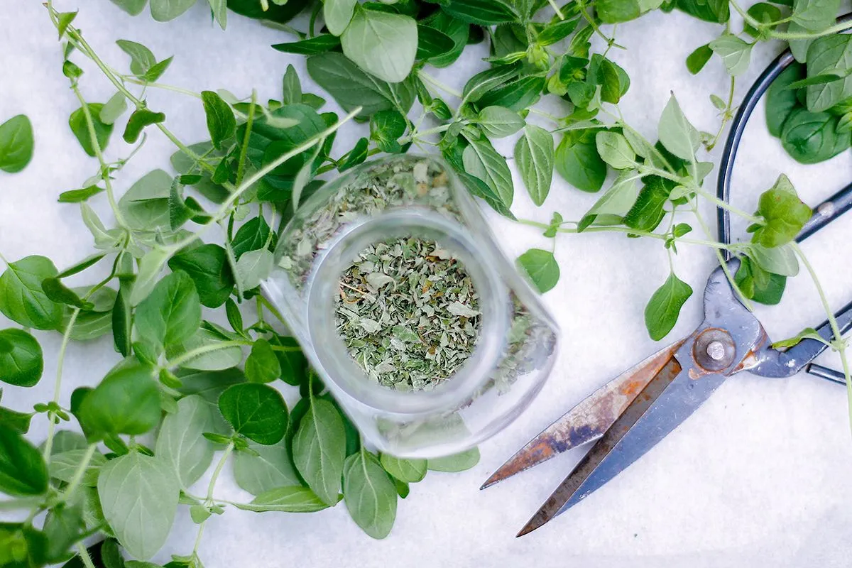 Pęczki oregano do suszenia