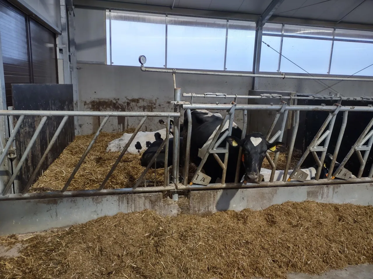 Wygodne stanowiska dla byk&oacute;w: słoma, metalowe przegrody i światło z g&oacute;ry zapewniają komfort zwierzętom.