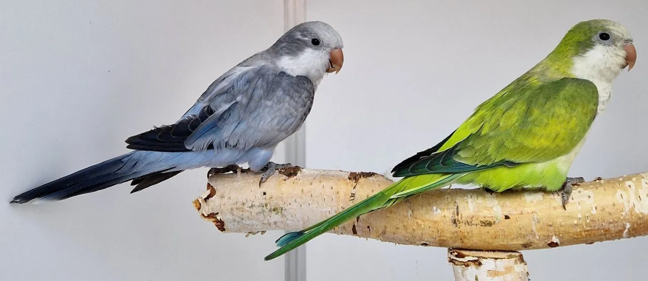 Papuga mnicha nizinna w mieszkaniu