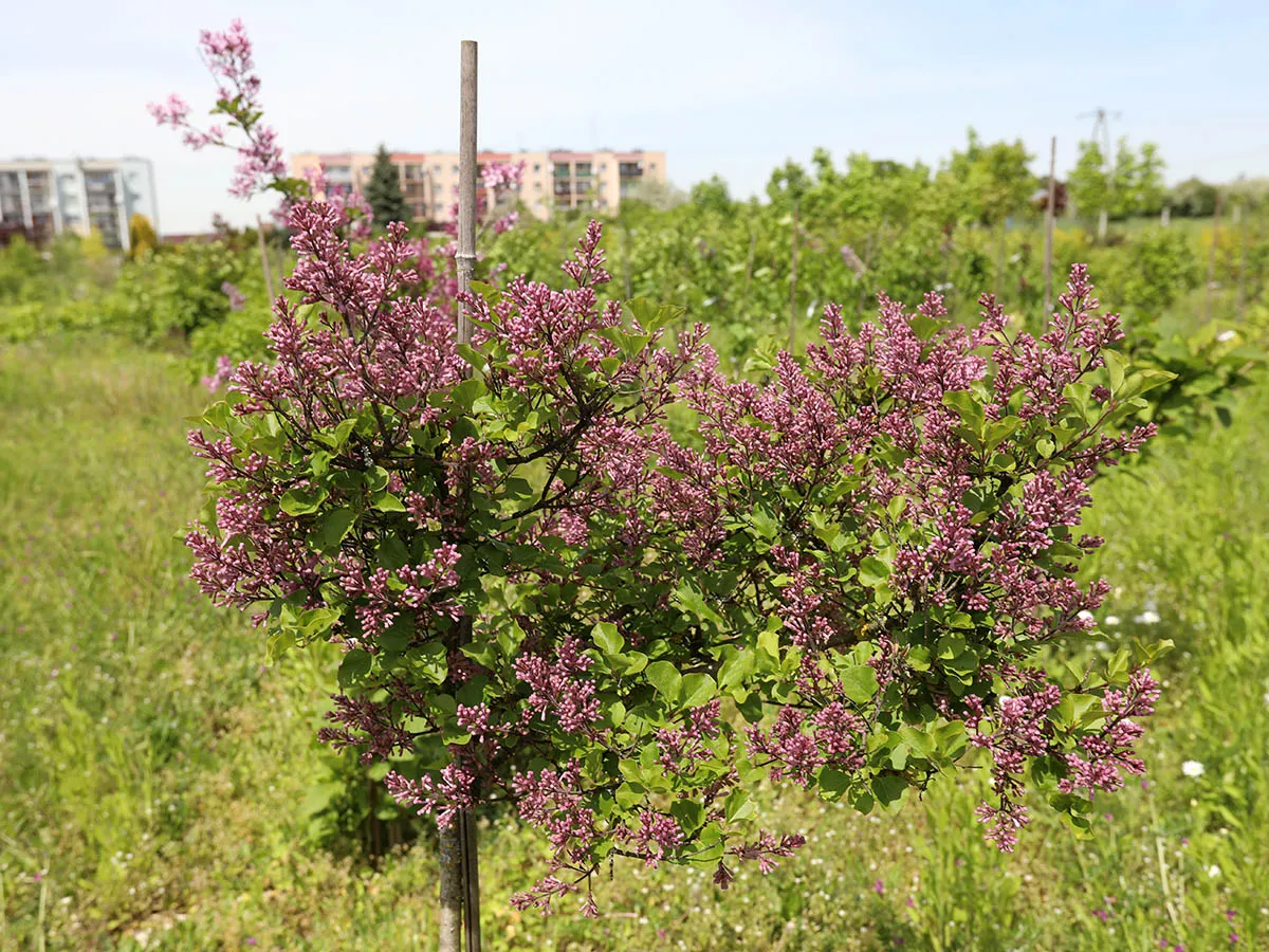 Słoneczne stanowisko dla bzu