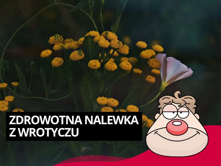 Zdjęcie Jak zrobić nalewkę z wrotyczu - prosta receptura na zdrowie