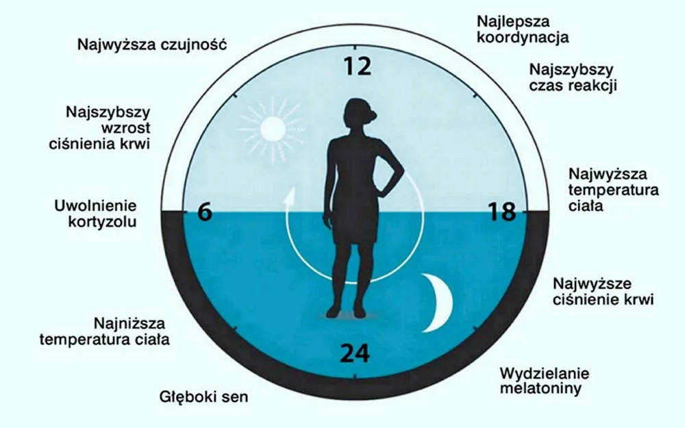 zegar biologiczny człowiek