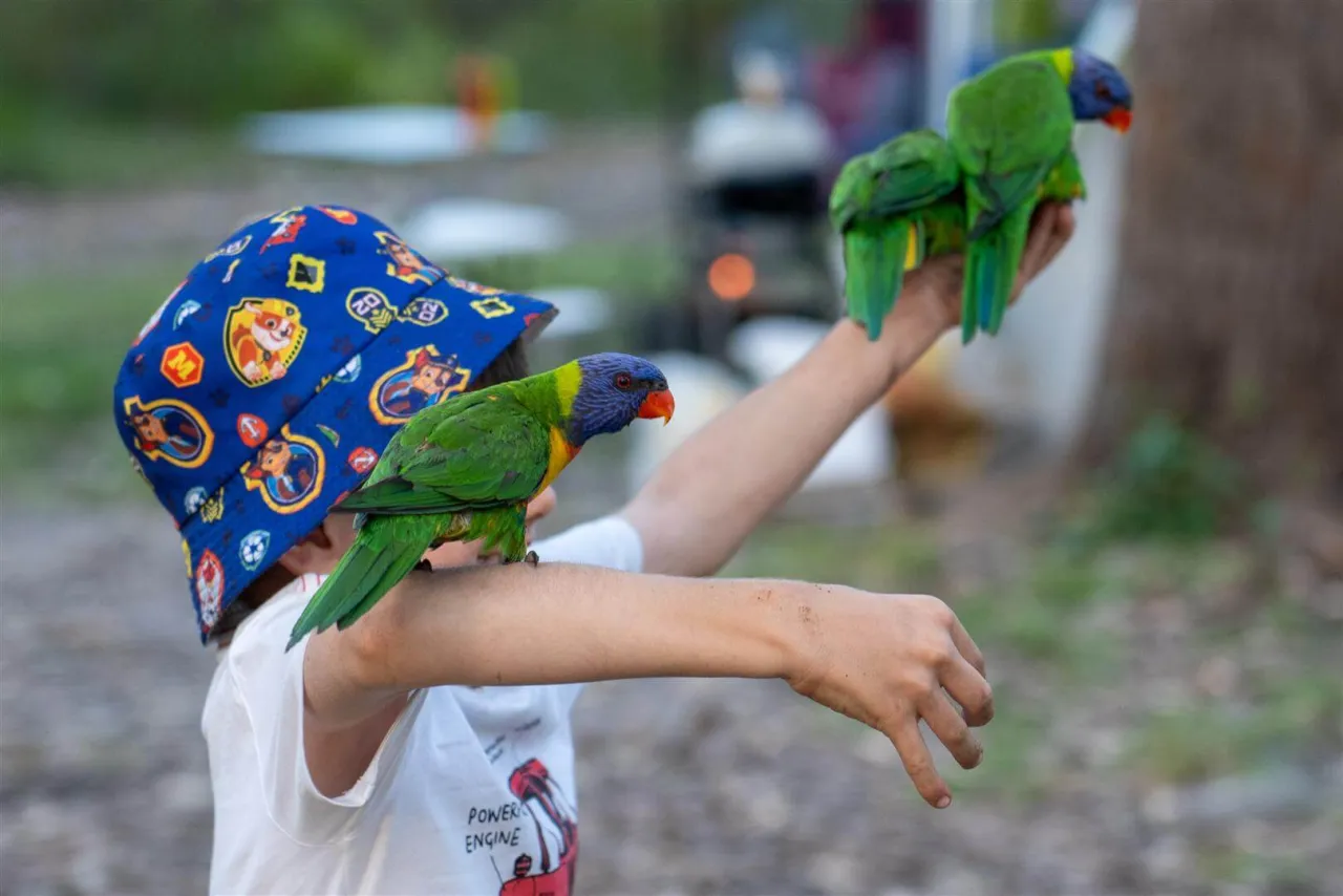Papuga jedząca świeże owoce i warzywa, w dużej, czystej klatce z zabawkami