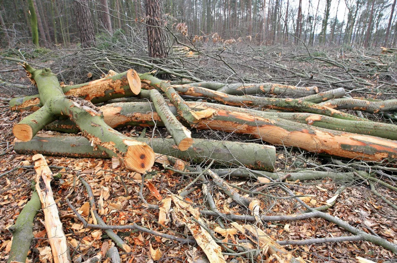 zbieranie chrustu w lesie legalne