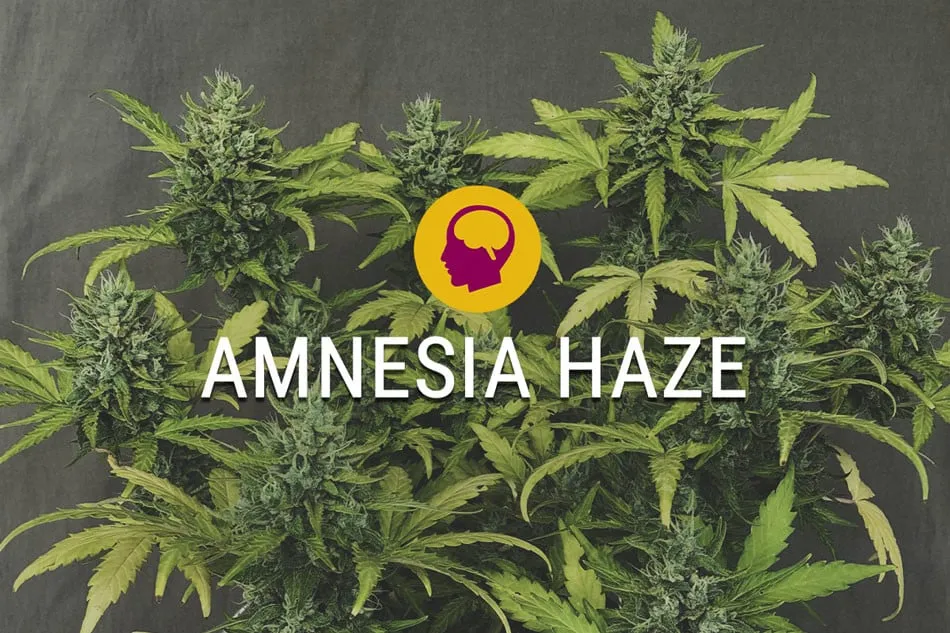 Amnesia Haze kwiaty marihuana THC