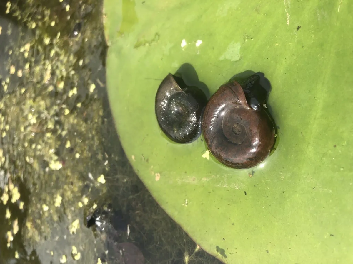 Wprowadzanie ślimak&oacute;w do oczka wodnego