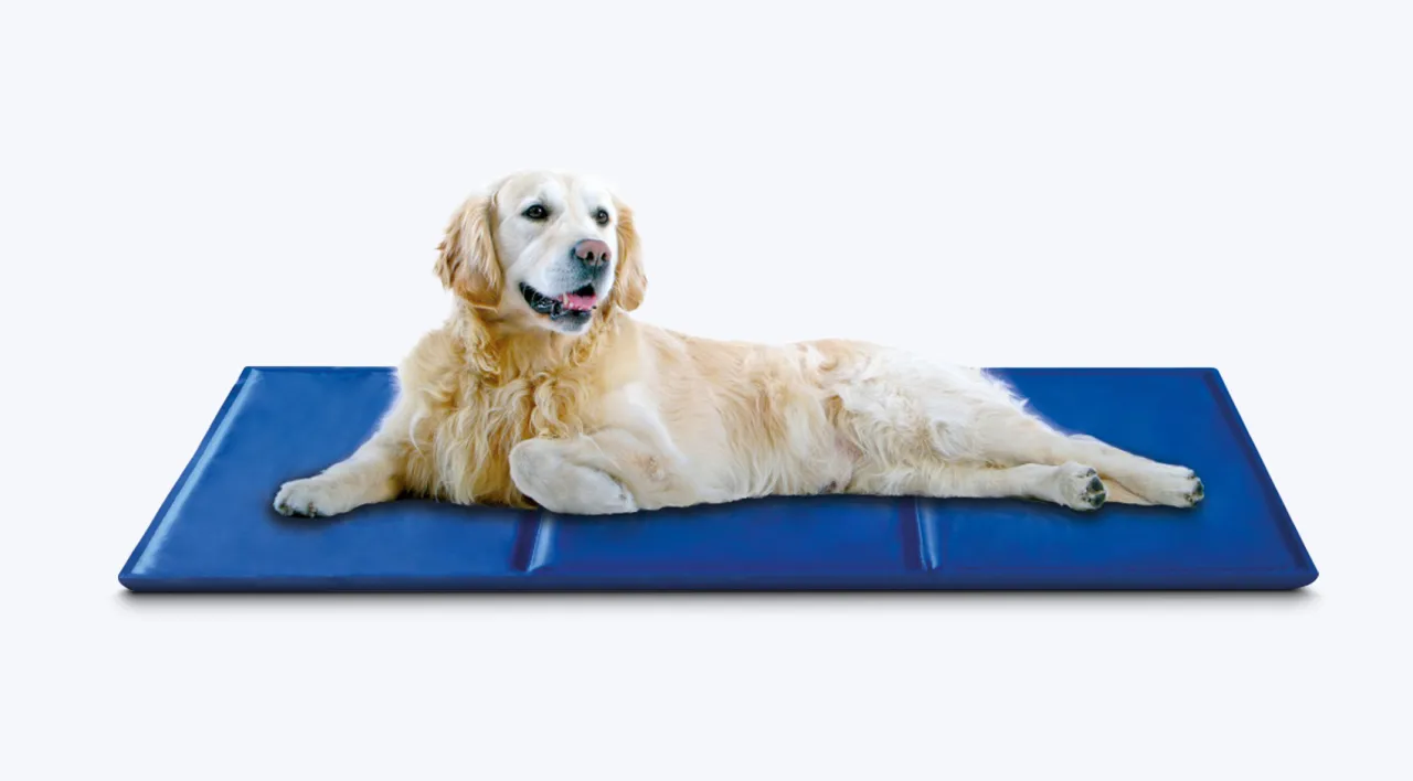 pies na macie chłodzącej