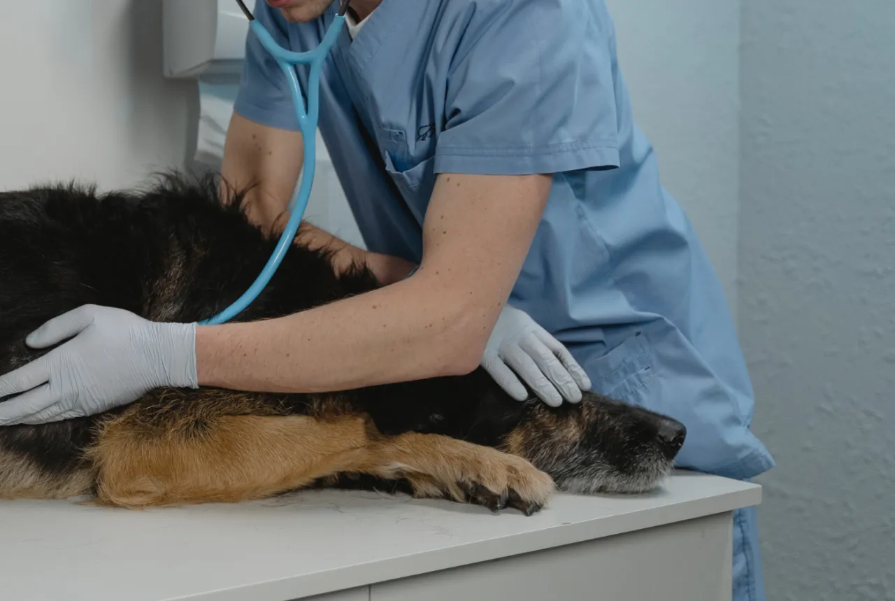 Weterynarz delikatnie podaje zastrzyk psu, proces eutanazji