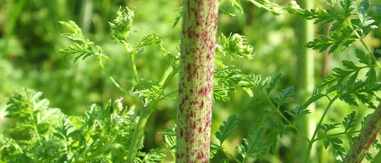 Zdjęcie szczwołu plamistego - łodyga z purpurowymi plamami