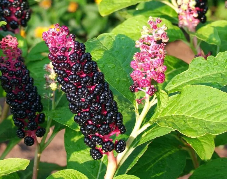 Trujące owoce jagody w ogrodzie dla dzieci