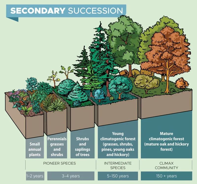 sukcesja wt&oacute;rna po pożarze lasu