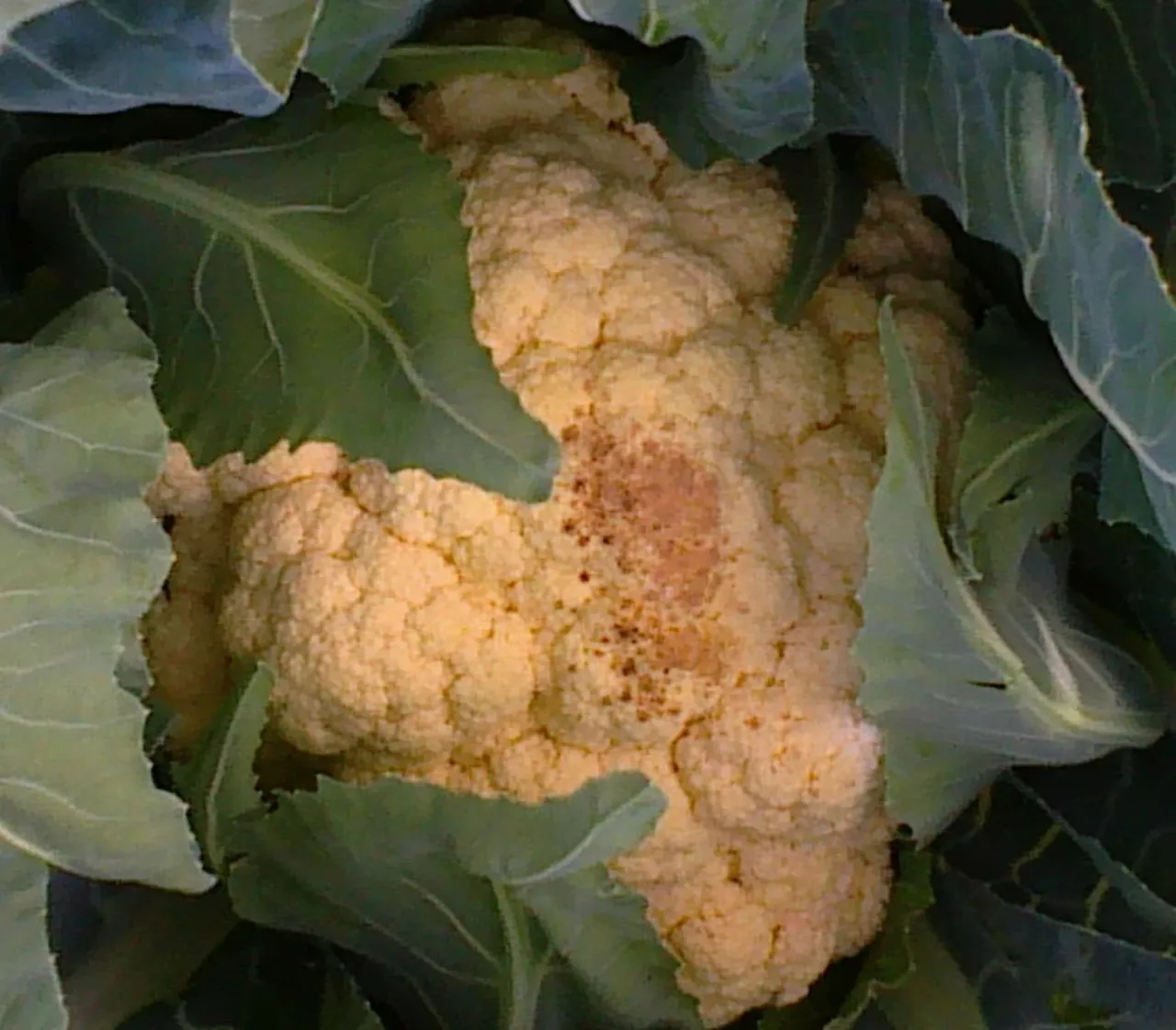 choroby i szkodniki kalafiora