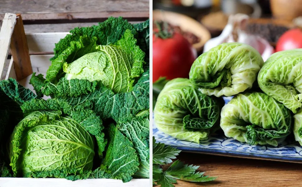 r&oacute;żne rodzaje kapusty do gołąbk&oacute;w