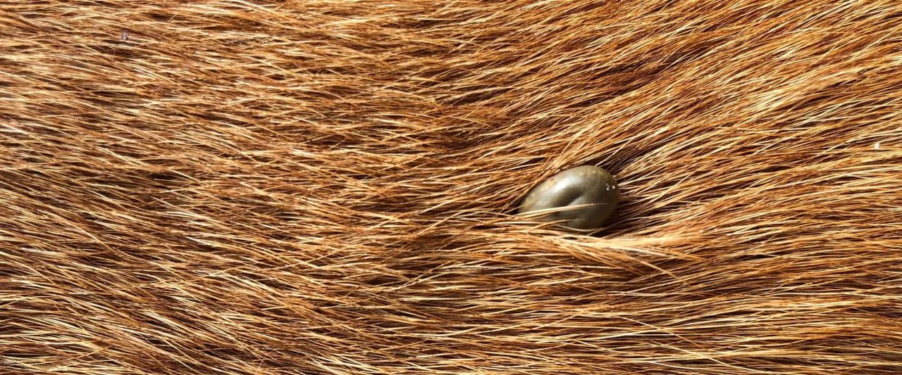 Domowe sposoby na urwanego kleszcza u psa