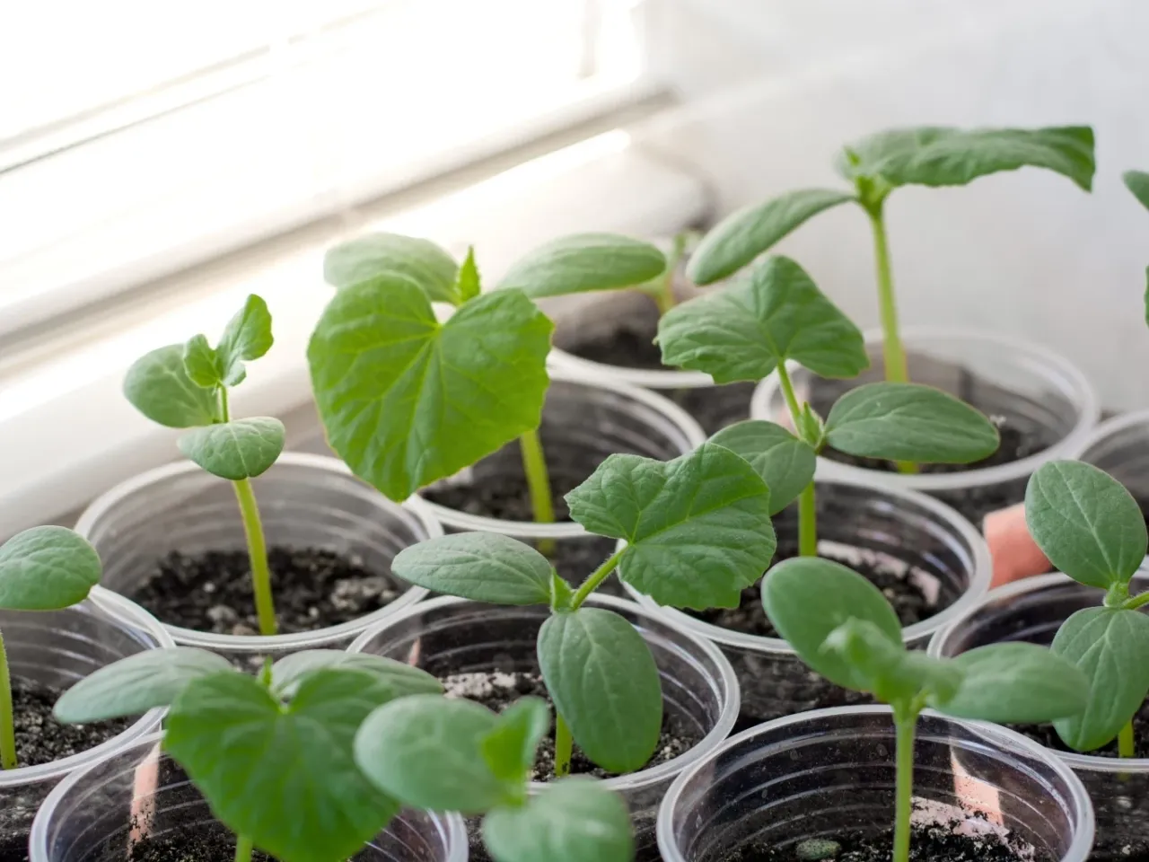Młode sadzonki og&oacute;rk&oacute;w w plastikowych kubeczkach. Zastanawiasz się, ile nasion og&oacute;rk&oacute;w na 10 ar&oacute;w? Te małe roślinki to początek obfitych plon&oacute;w.