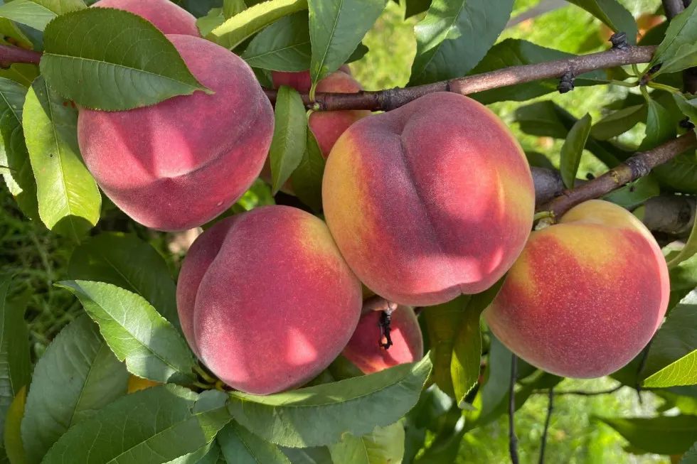 Polskie odmiany brzoskwiń