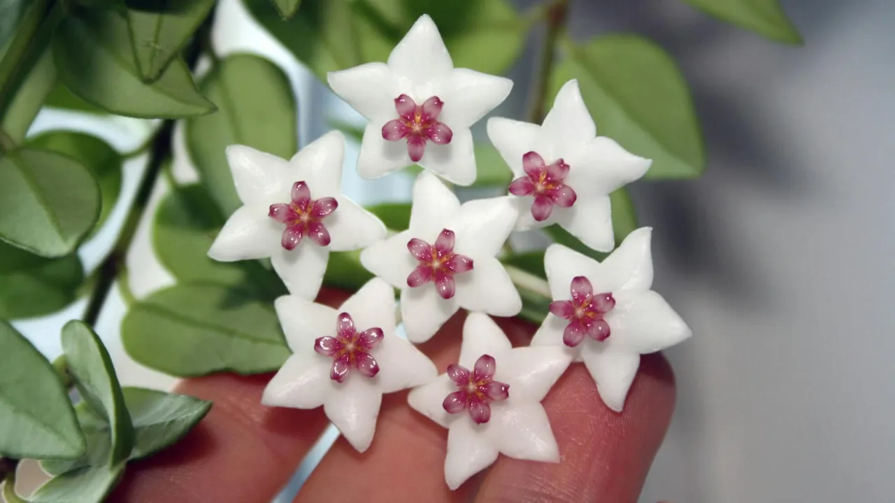 hoja kwitnąca w doniczce