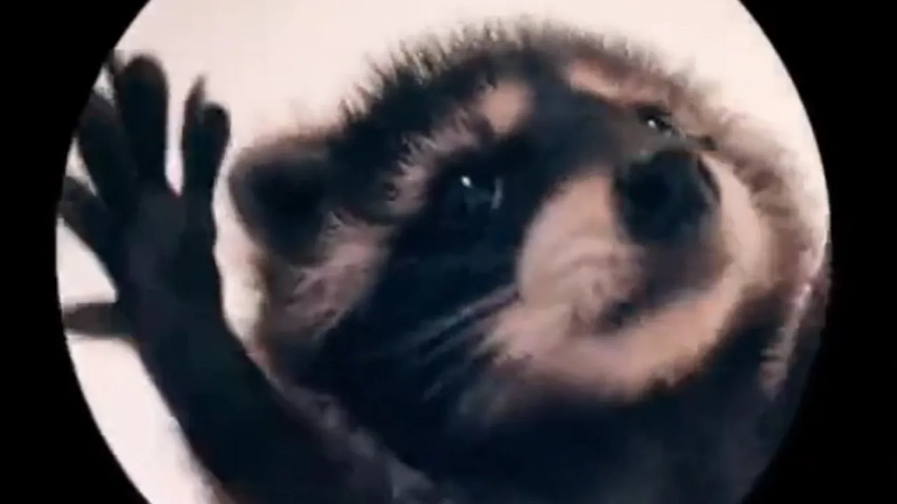 tańczący szop Pedro Racoon