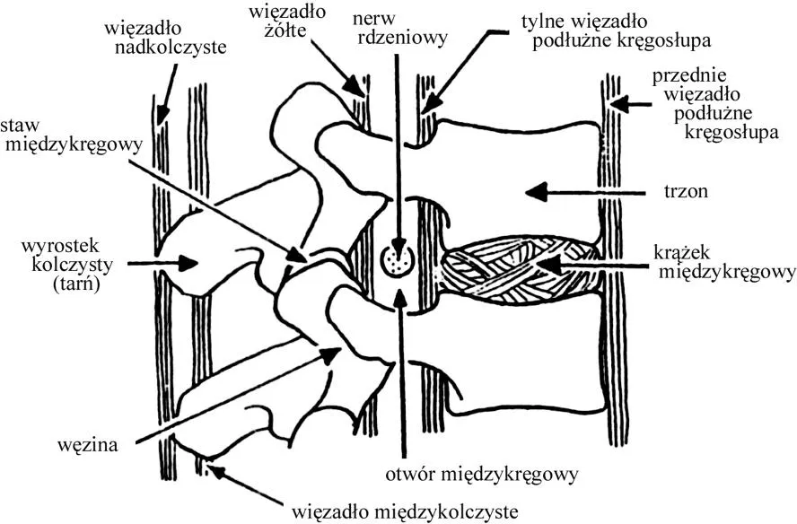 Anatomia kręgosłupa lędźwiowego więzadła