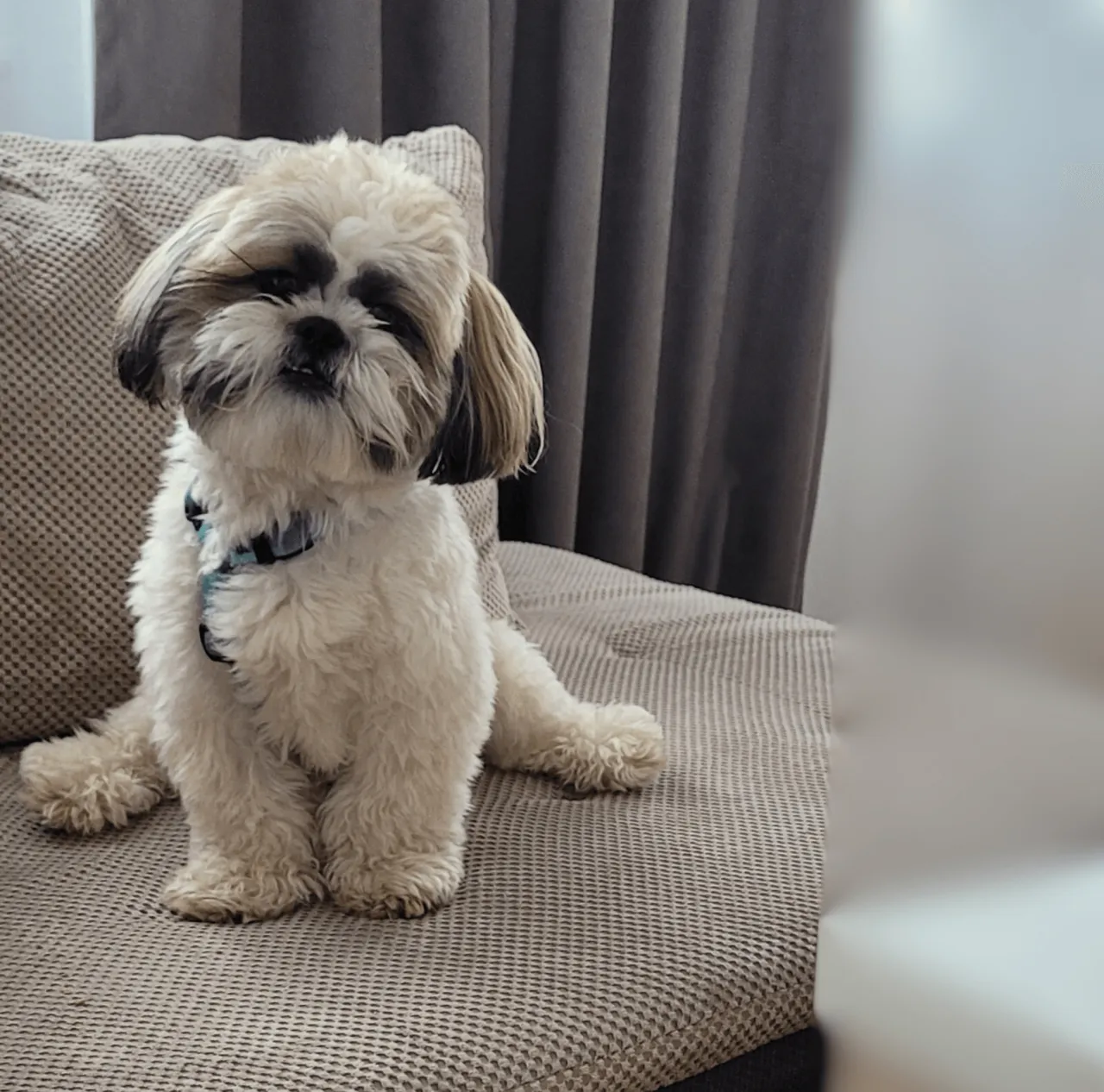 Zdjęcie Kiedy shih tzu zmienia sierść i jak ułatwić ten proces?
