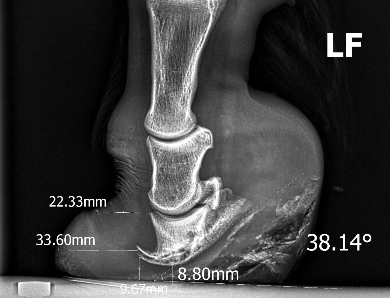 RTG lewego przedniego kopyta konia. Widoczna budowa kopyta konia z zaznaczonymi pomiarami kości i kątów.