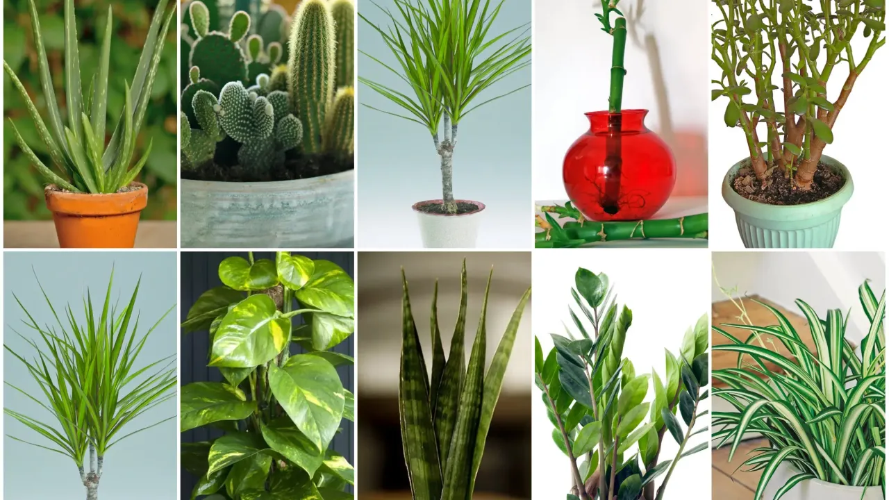 rośliny doniczkowe z czystymi i błyszczącymi liśćmi