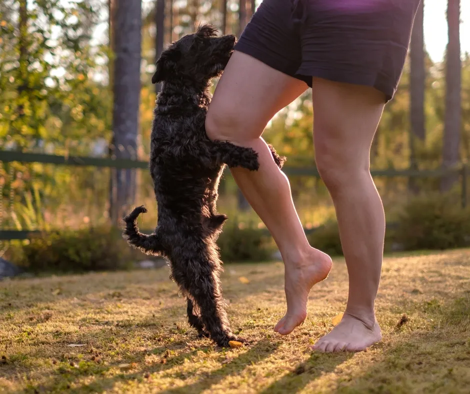 pies dosiada nogę właściciela