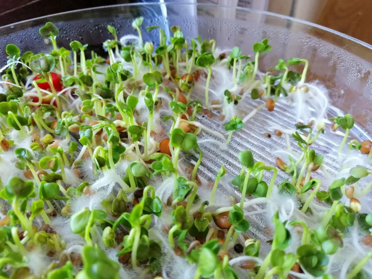 pleśń na kiełkach vs włośniki