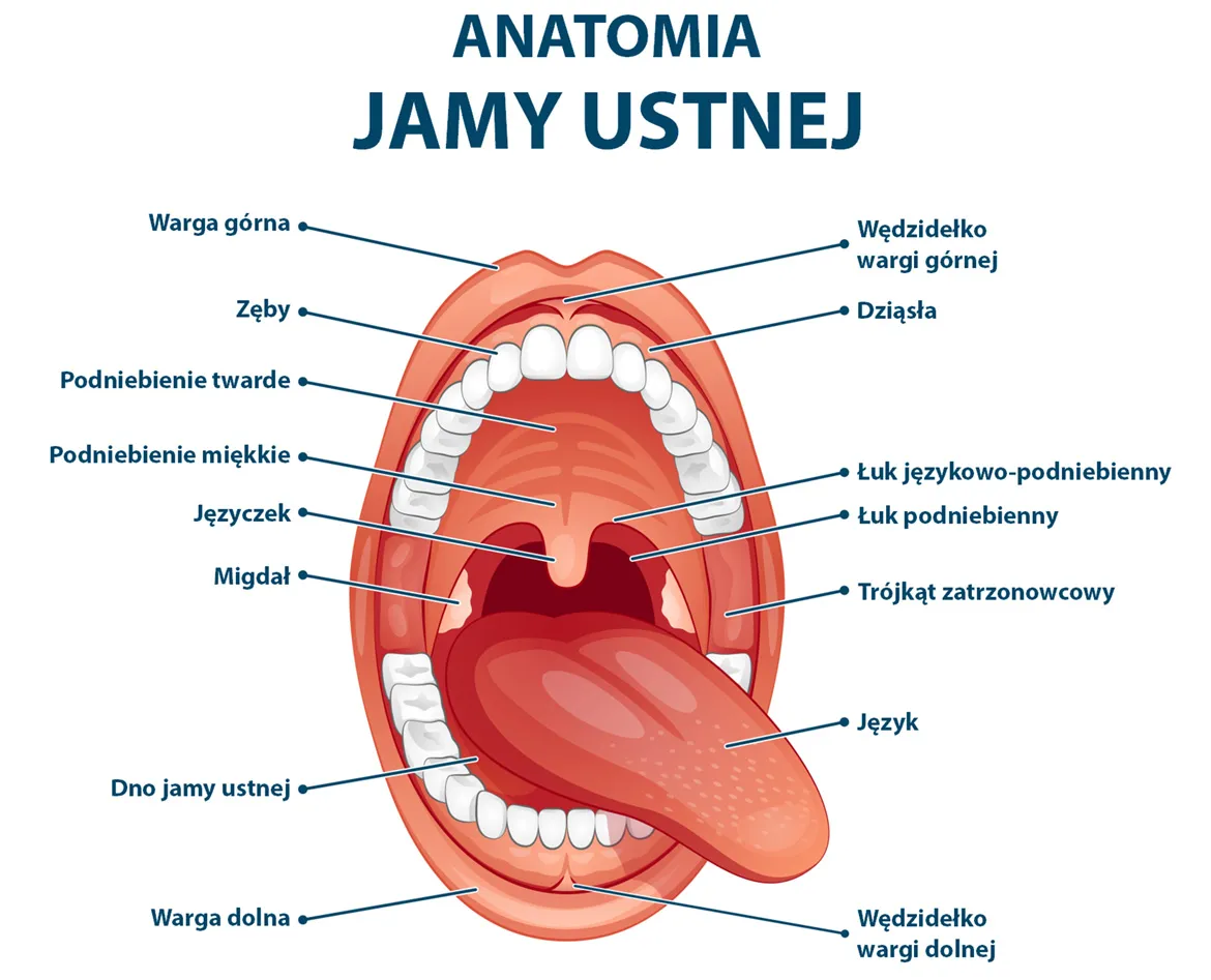 anatomia jamy ustnej schemat błona śluzowa