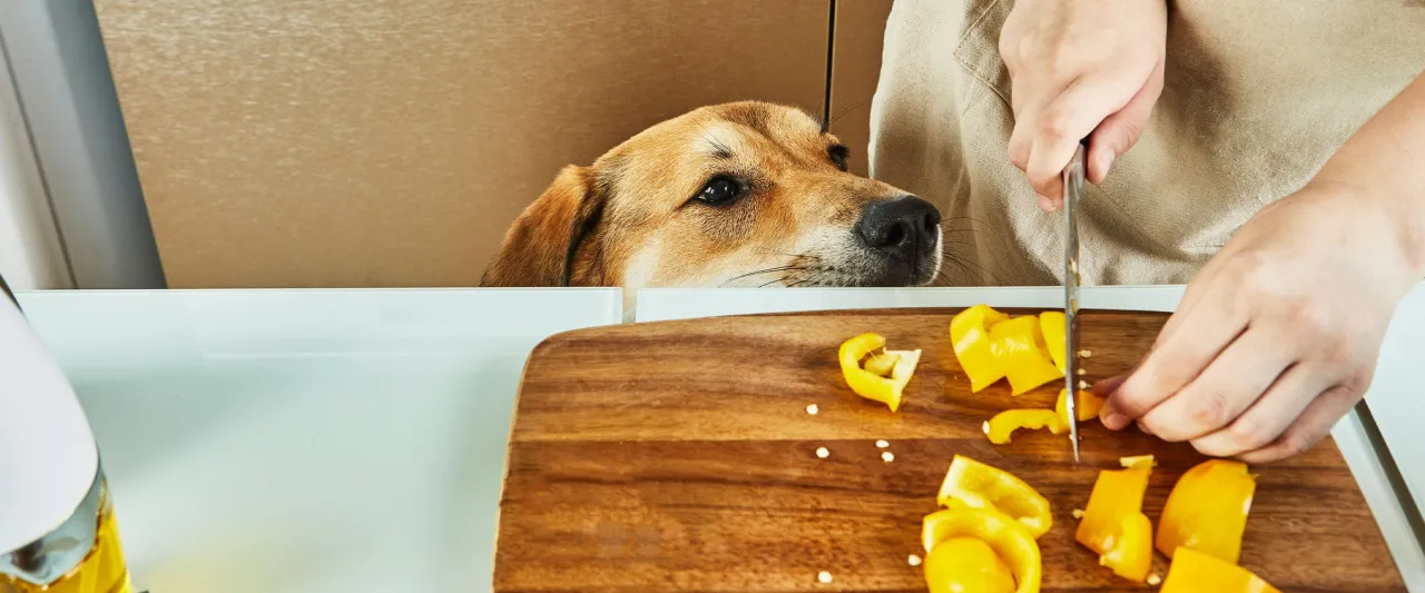 Ciekawski piesek obserwuje, jak kroisz paprykę. Czy pies może jeść paprykę? To pytanie nurtuje wielu właścicieli.