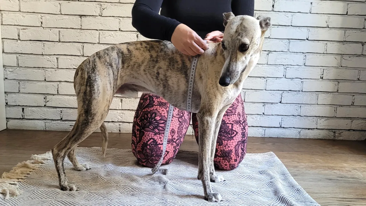 Jak mierzyć psa do ubranka