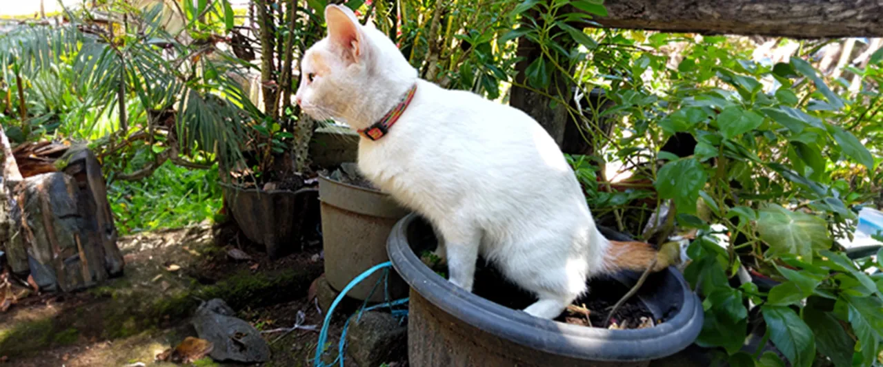 Zmartwiony właściciel kota, kot sika poza kuwetą