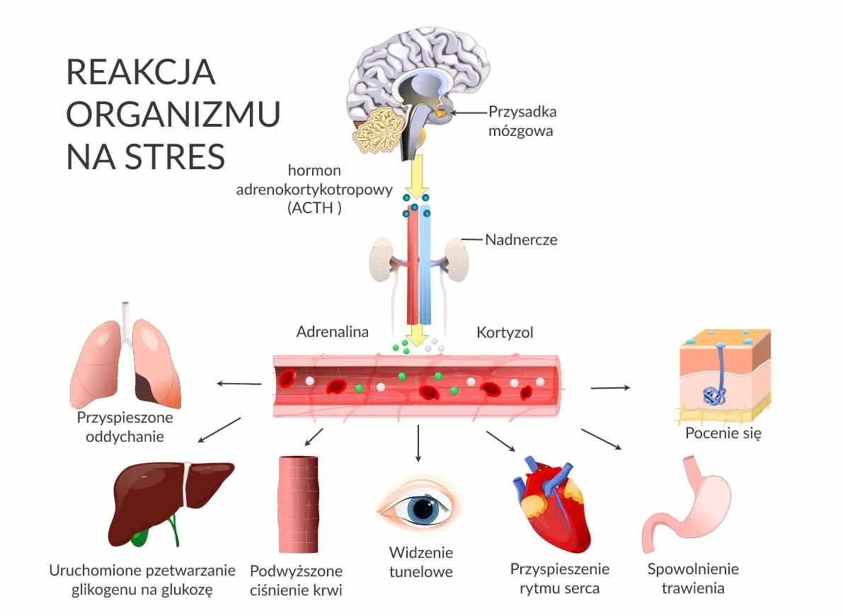 reakcja organizmu na stres infographic