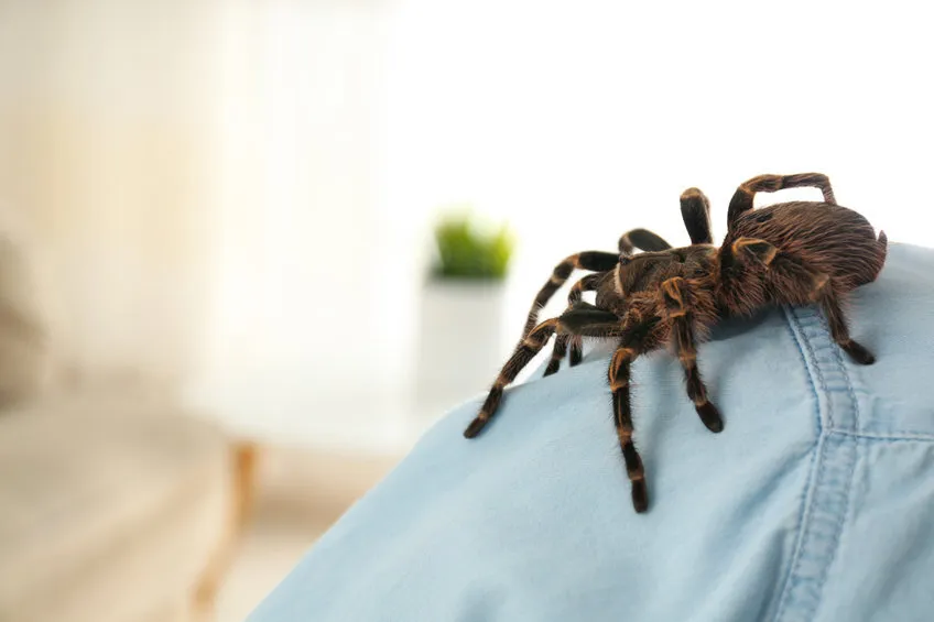 osoba z lękiem przed pająkami, objawy paniki, arachnofobia