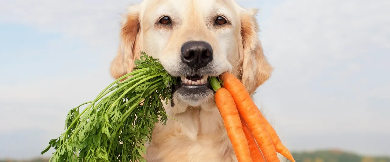 Różne formy marchewki dla psa