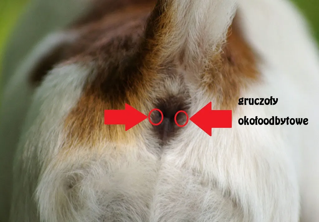 pies z zapaleniem gruczołów okołoodbytowych
