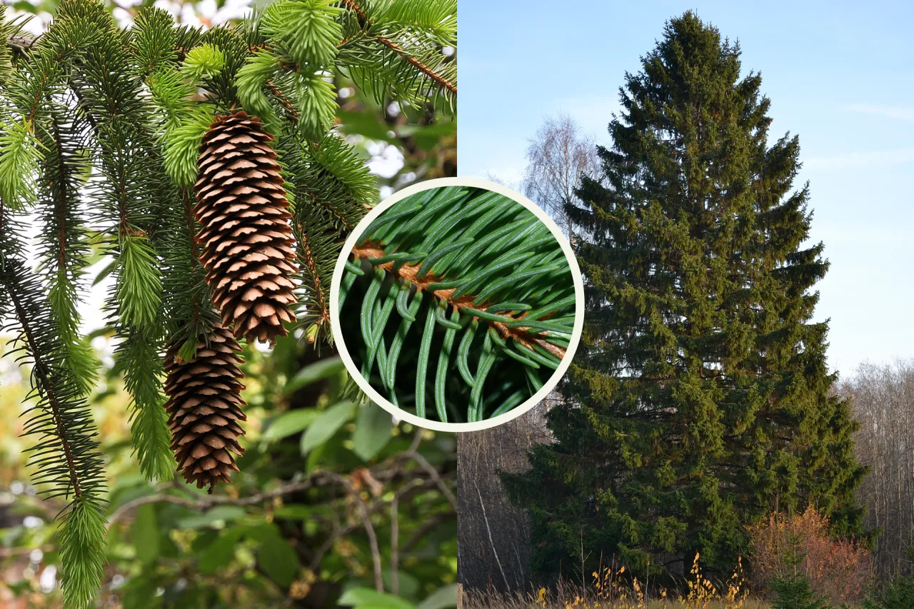 Roślina nagonasienna szyszki