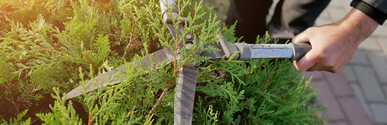 Dłoń przycina żywopłot z cisa, pokazując, jak i kiedy przycinać cisy, by zachować ich piękny kształt.