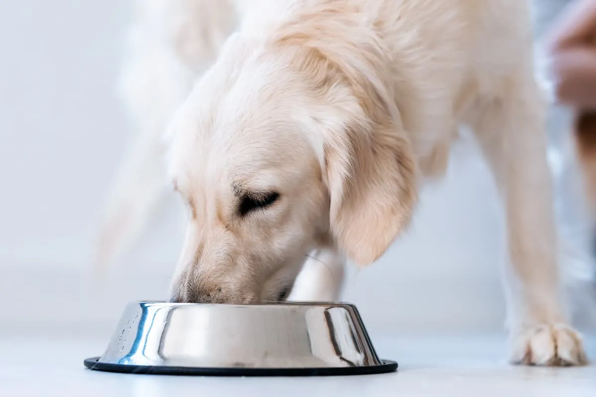 przechowywanie ugotowanej wątróbki dla psa