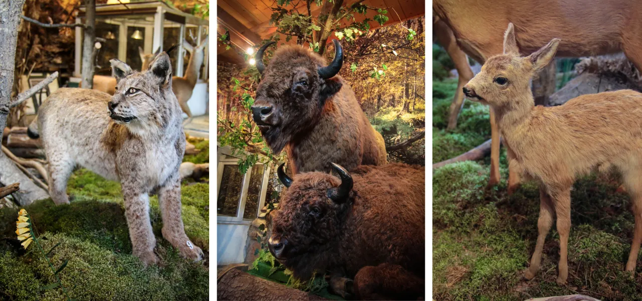 Silvarium Poczopek formikarium