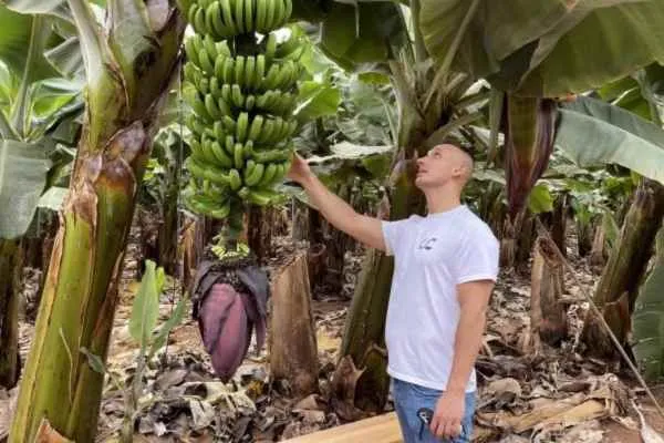 zwiedzanie plantacji banan&oacute;w